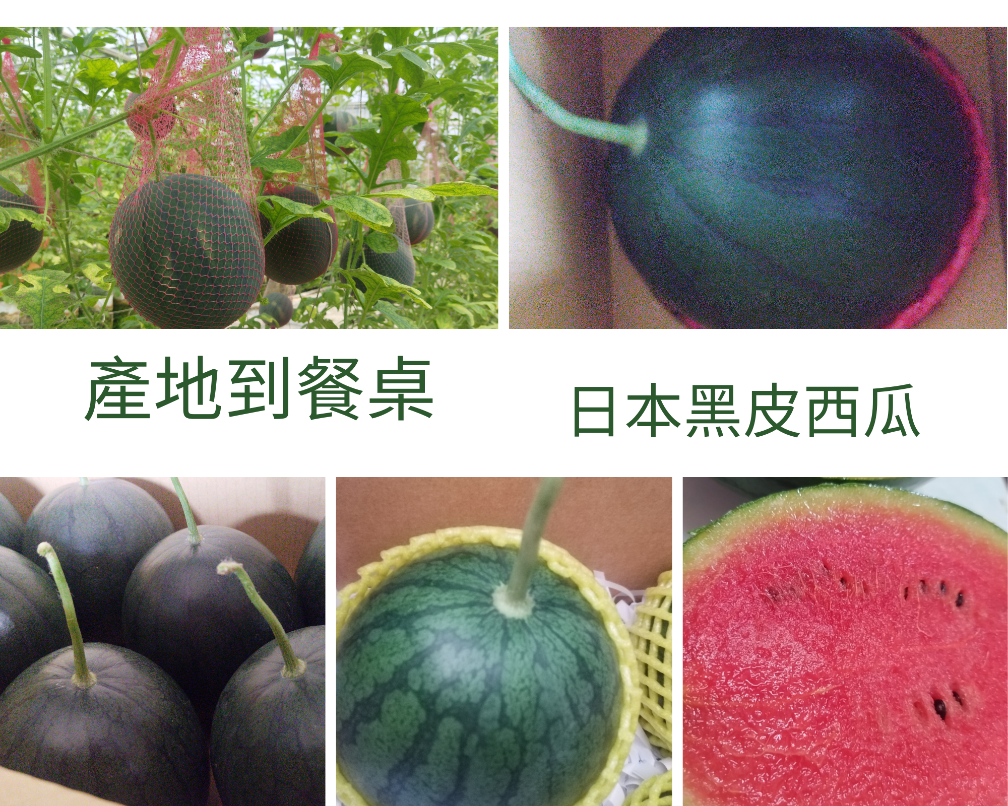 產地到餐桌／日本黑皮西瓜的成長故事- 旋轉木馬蔬果農場部落格
